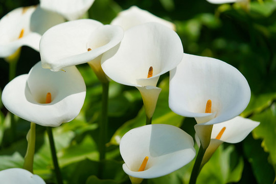 馬蹄蓮與鮮花