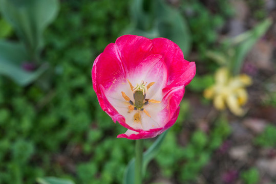 粉紅色郁金香花蕊特寫