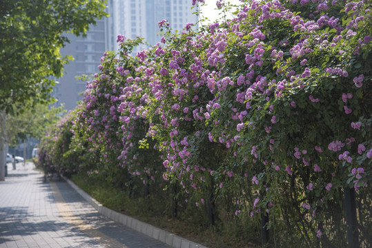 北京奧林匹克森林公園薔薇花開(kāi)