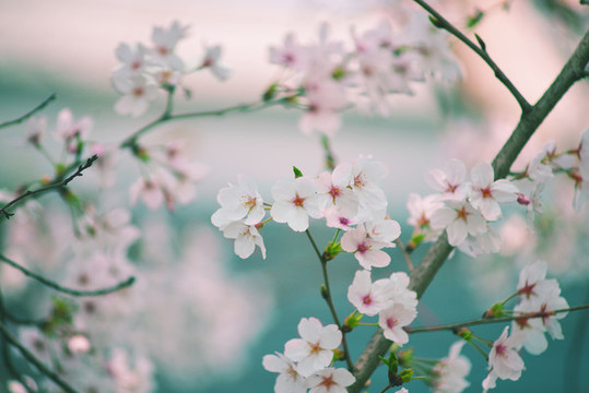 櫻花盛開