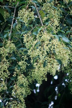 女貞結(jié)果