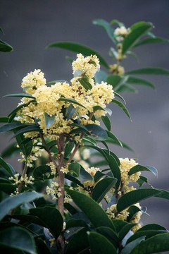 桂花
