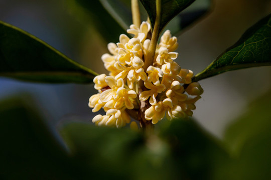 桂花
