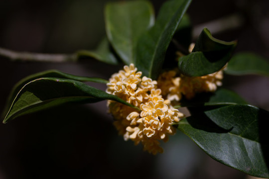 桂花