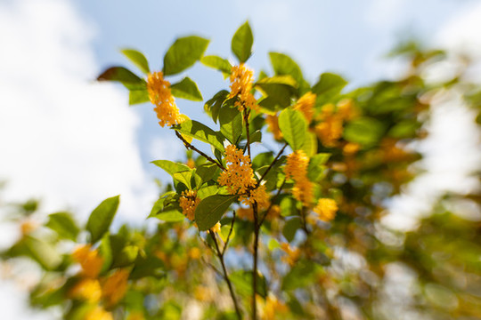 桂花
