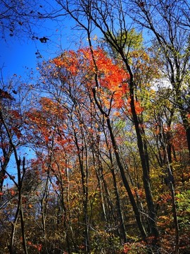 秋天紅葉楓葉