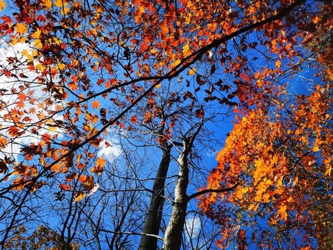 秋天紅葉楓葉