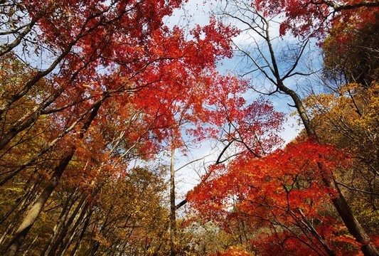 秋天紅葉楓葉