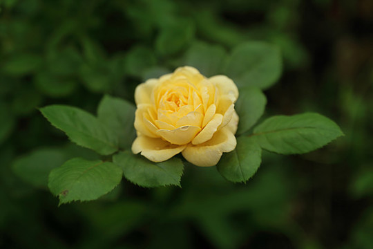 月季花