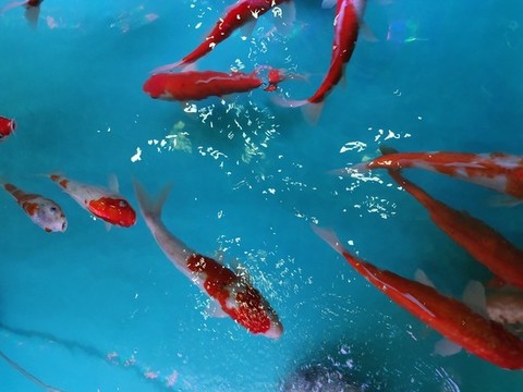 錦鯉