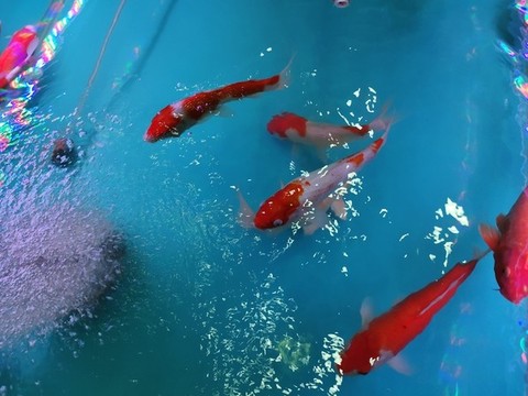 鯉魚