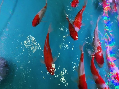 錦鯉