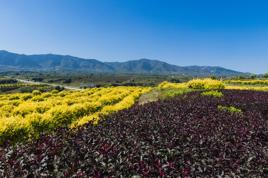 青山綠水