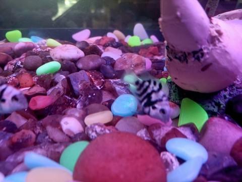 熱帶魚