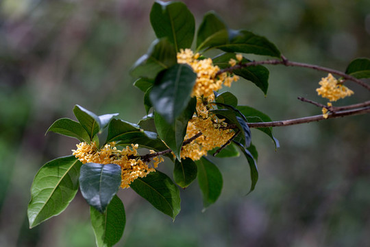 桂花枝