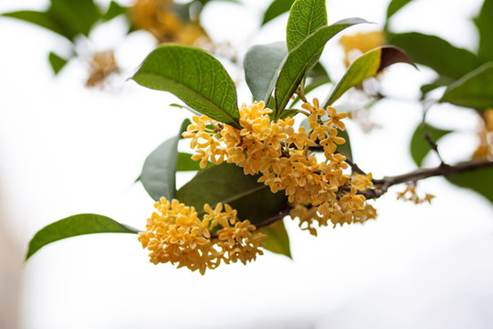 桂花枝
