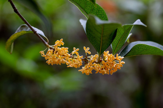 桂花枝