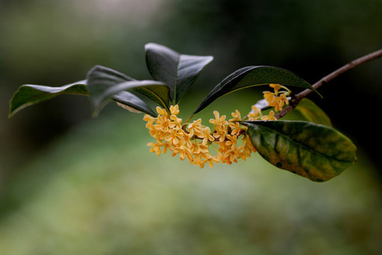 桂花枝