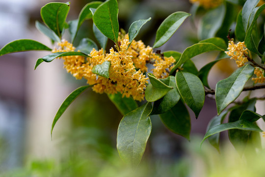 桂花枝
