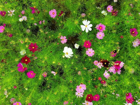 波斯菊