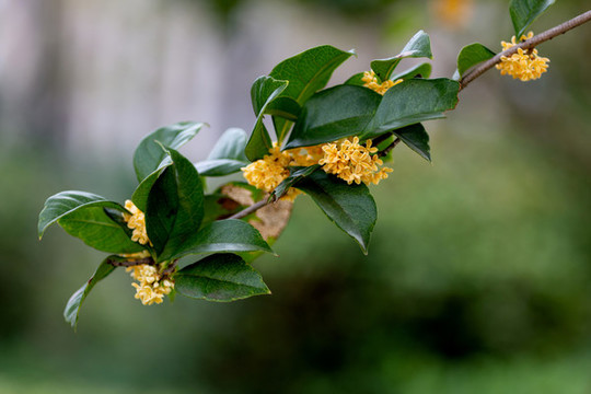 桂花枝
