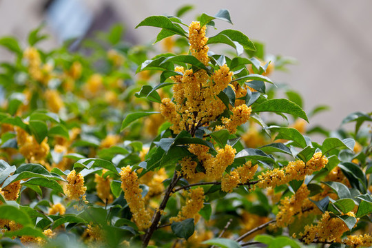 桂花枝