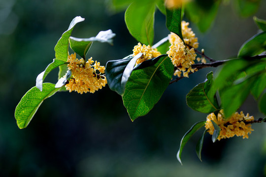 桂花枝