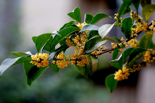 桂花枝