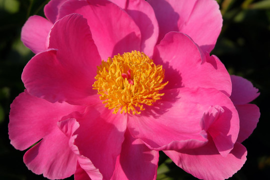 芍藥花卉