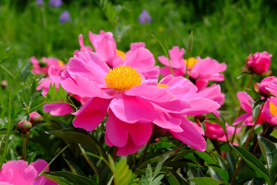 芍藥花卉