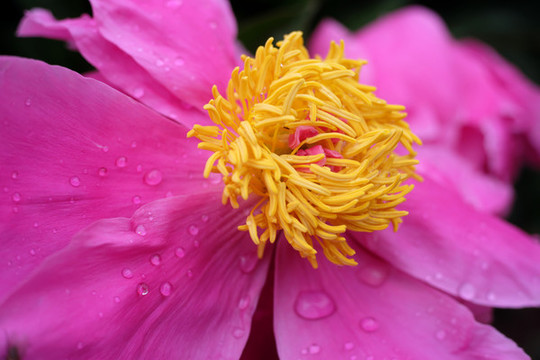 芍藥花卉