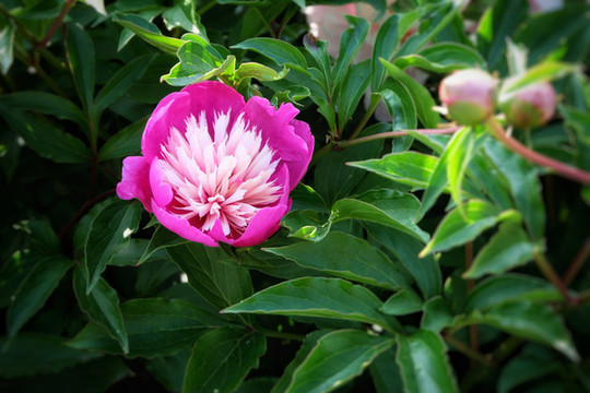 芍藥花卉