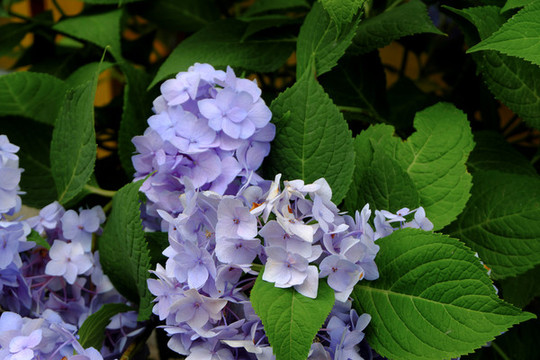 繡球花