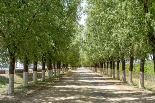 黃河大堤林蔭大道