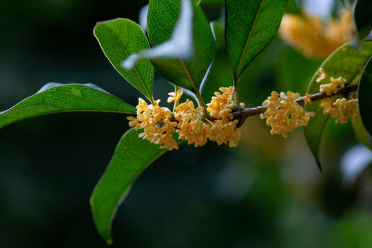 桂花枝