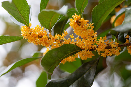 桂花