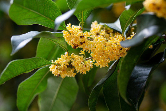 桂花