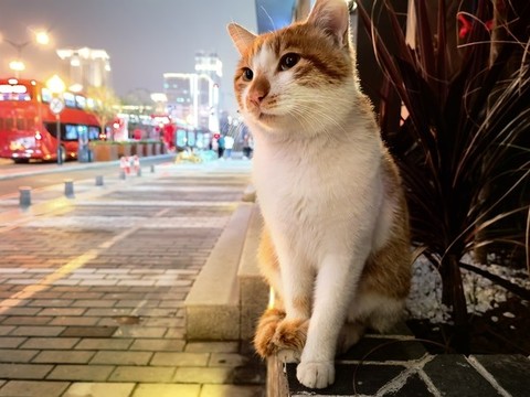 街邊路燈下的貓咪