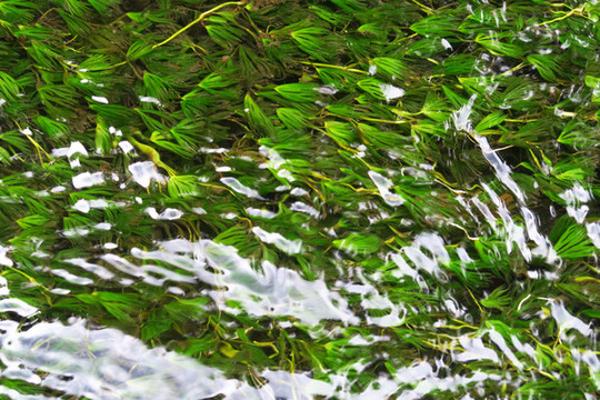 水草