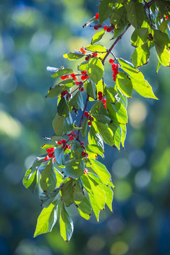 紅豆