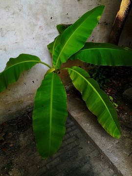 芭蕉葉