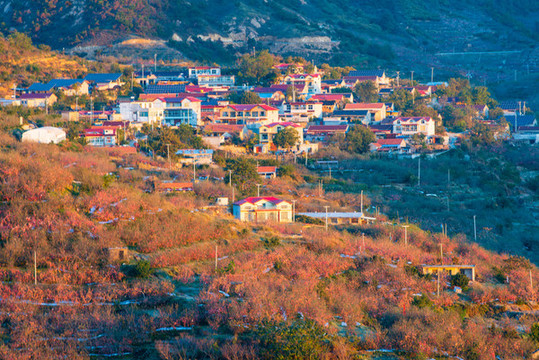 航拍沂蒙山區(qū)漫山遍野的果園