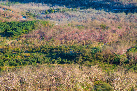 航拍沂蒙山區(qū)漫山遍野的果園