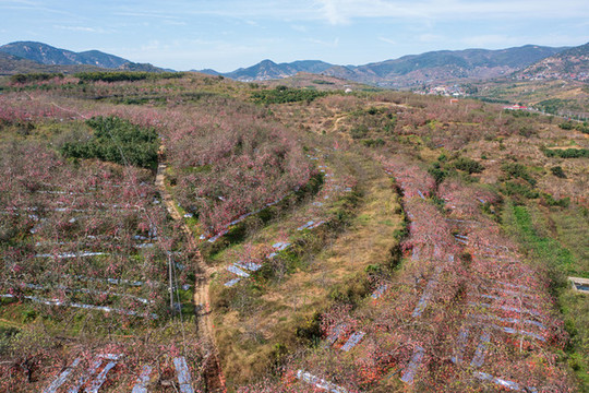 航拍沂蒙山區(qū)漫山遍野的果園