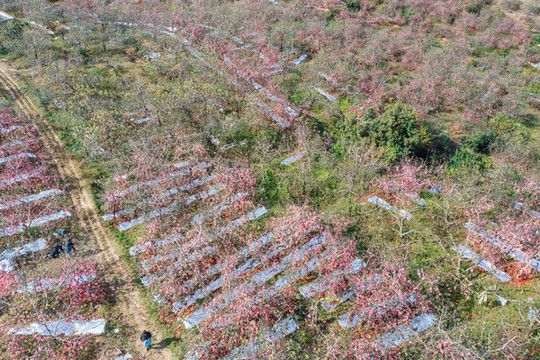 航拍沂蒙山區(qū)漫山遍野的果園