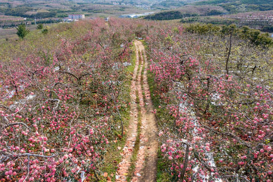 航拍沂蒙山區(qū)漫山遍野的果園