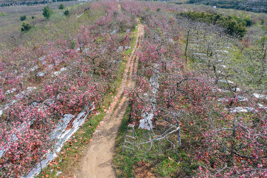 航拍沂蒙山區(qū)漫山遍野的果園