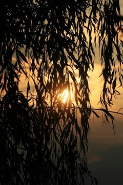 夕陽