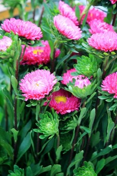 蠟菊