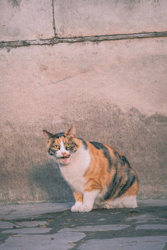 故宮的貓